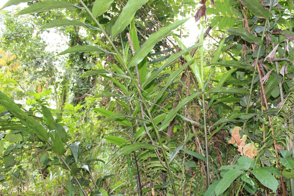 Meistera echinocarpa (Alston) Skornick. & M.F.Newman